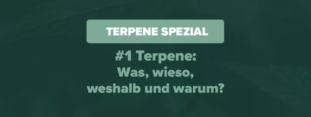 Terpene Wirkung Auf Den Menschen